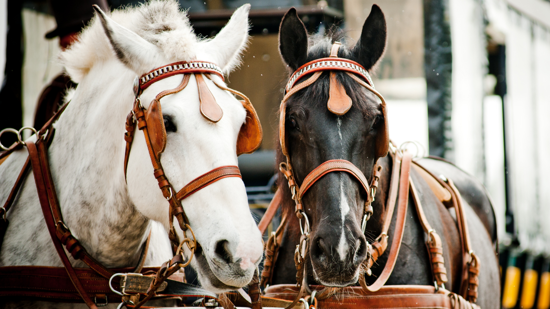 Horse Wagon Rides